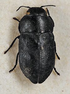 Anilara adelaidae, specimen at Museums Victoria with H.J. Carter determination, photo by David Knowles
